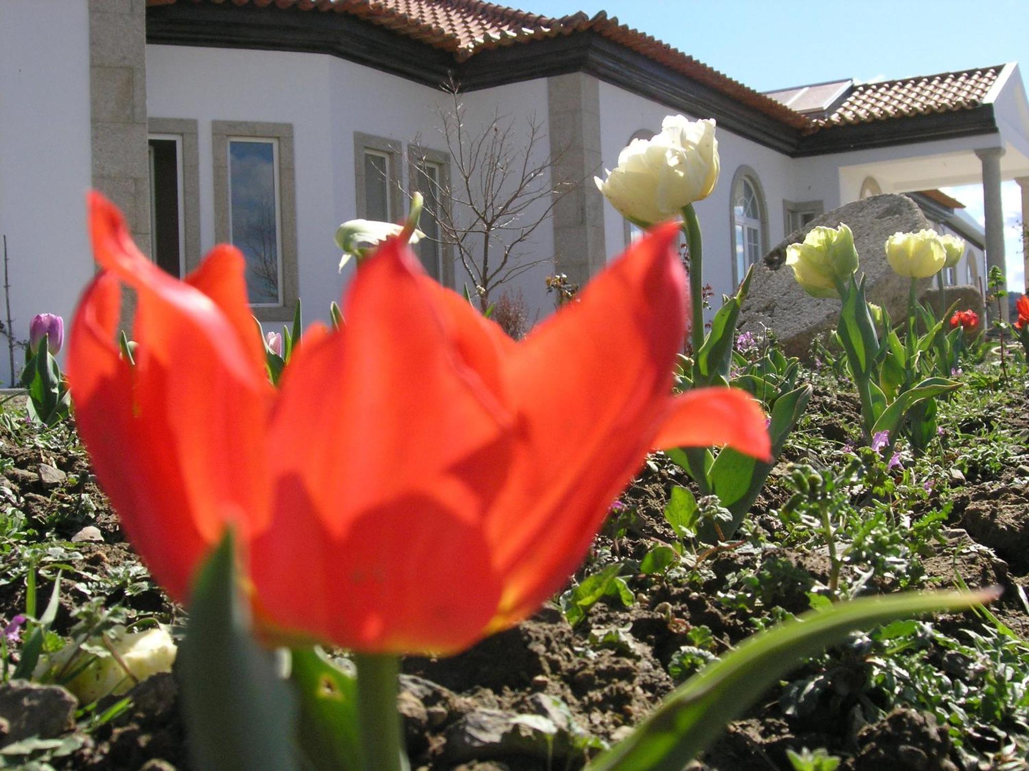 Casa De Alpajares - Guest House & Spa Freixo de Espada à Cinta Buitenkant foto