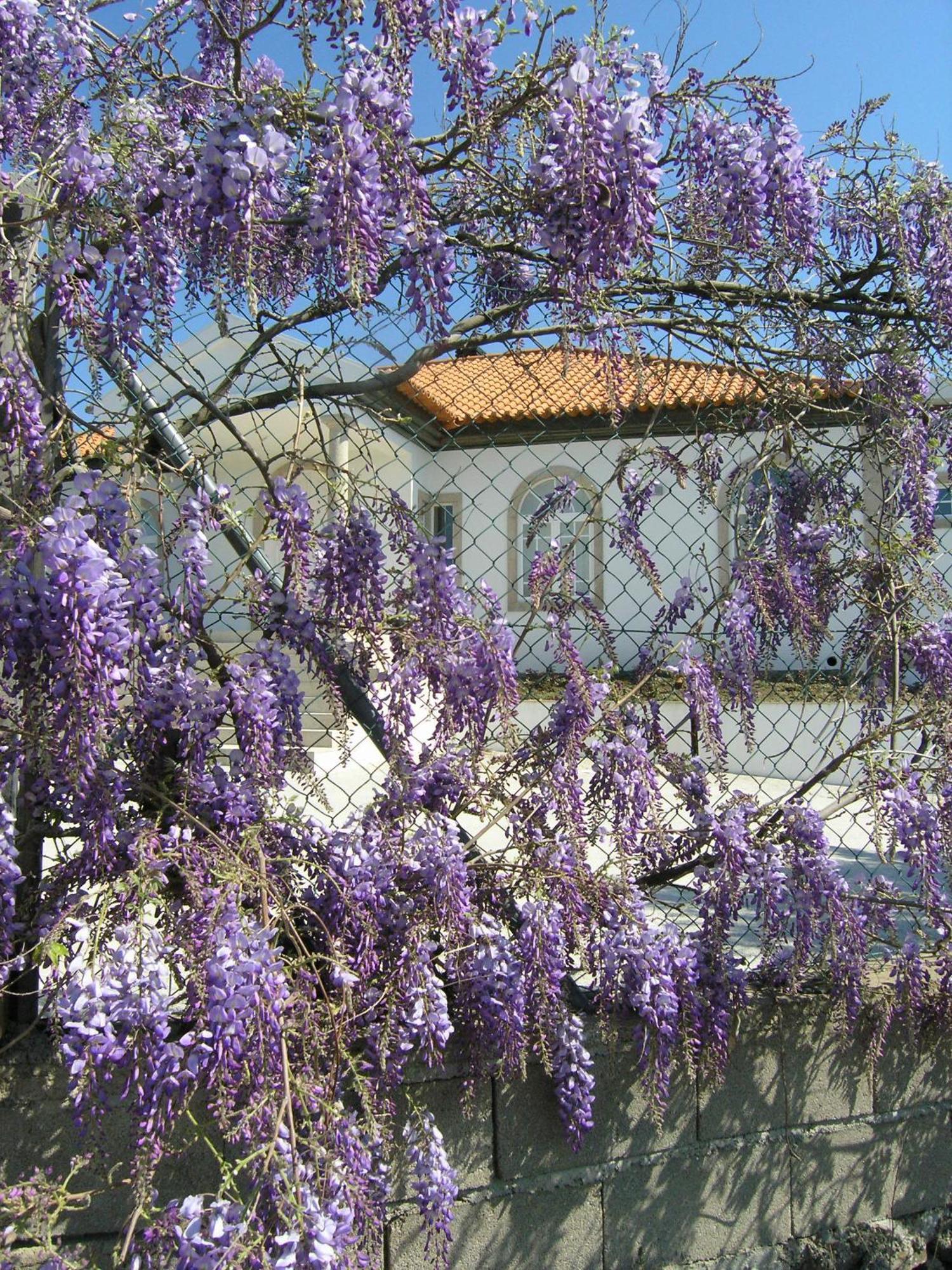 Casa De Alpajares - Guest House & Spa Freixo de Espada à Cinta Buitenkant foto